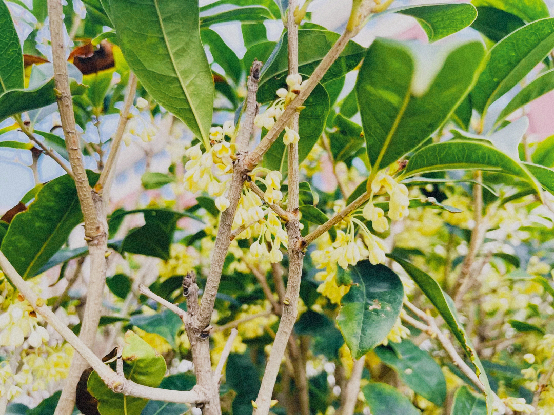 优德W88(中国集团)官方网站